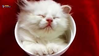 Funny Cats And Babies Sleeping in Weird Positions Compilation