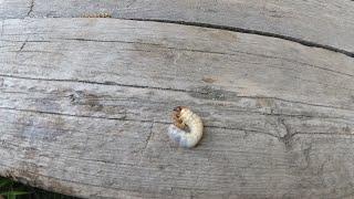 Как я добываю личинку майского жука Лучшая насадка на крупную рыбу после личинки миноги.