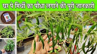 बिना 3G कटिंग किये गमले मे सैकड़ों मिर्च पाने का सीक्रेट तरीका⎪Growing Chillies from Seeds at Home