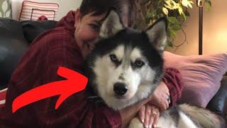 Doctors Dismissed This Woman’s Fears  But Her Husky Knew Better And Kept Sniffing Around