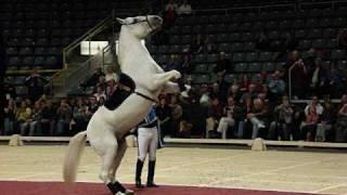 Lipizzaner Stallions