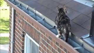 Sheena The Manx Cat - ROOFHOPPER