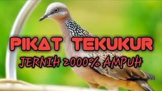 Suara pikat Tekukur suara tekukur jernih