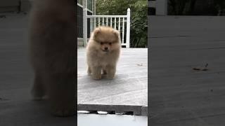 Cutest 8-Week-Old Pomeranian Puppies Ever