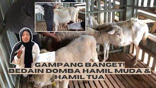 BEDANYA DOMBA HAMIL MUDA DAN CIRI DOMBA HAMIL TUA