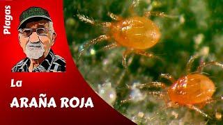 PLAGAS LA ARAÑA ROJA. Todo lo que necesitas saber sobre esta plaga que seca nuestras plantas.