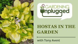 Gardening Unplugged - Hostas in the Garden with Tony Avent