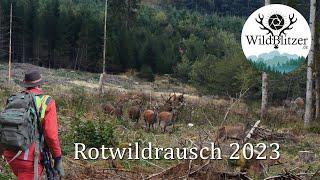 WildBlitzer Driven Hunt 2023 Pure Adrenaline with Pro Huntingconcept. English subtitles available