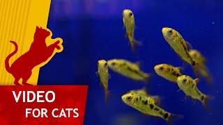 Movie for Cats -  Fish Tank with Yellow fish Video for cats to watch