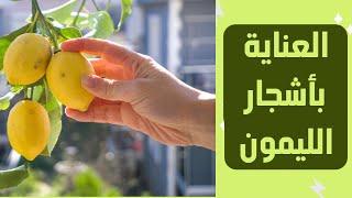 Lemon tree care 2023 for healthy growth and high productivity