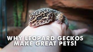 5 Reasons Leopard Geckos Make Great Pets