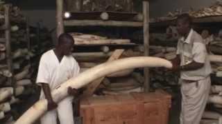 Earth Focus Illicit Ivory