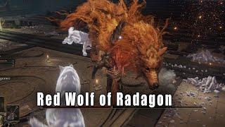 Elden Ring  Red Wolf of Radagon Location & Boss Fight