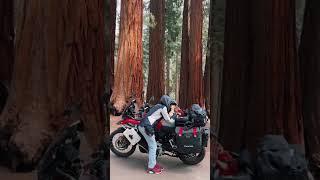 #Sequoia National Park