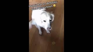 Funny cats and dogs video #17 