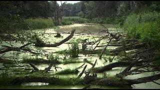 Universum - Fluss ohne Grenzen   -   AUENWILDNIS AN DER MARCH