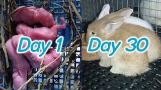 Baby Rabbit  1 Day to 30 Days Old  Ang cute bilis lumaki.