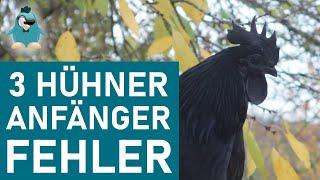 3 Hühner Anfängerfehler die nicht einfach zu korrigieren sind #Hühnerhaltung #Anfänger