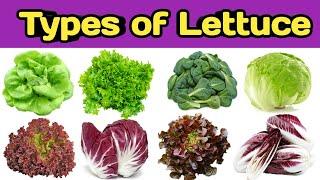 Types of lettuce  Name of lettuce  Lettuce name  Leafy vegetable  Rss kitchen