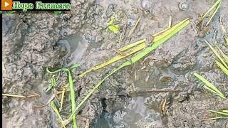 Barefoot asmr No Talking  Stepping in mud field  feet mud asmr  Outdoors boy.