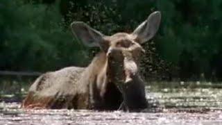 Black Fly Attack  A Moose Named Madeline  BBC Studios