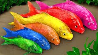 Cartoon crocodile pink snake and colorful eel  Colorful baby fish  Stop Motion Funny Animation