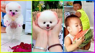 Cute Babies and Puppies Pomeranian  Funny Moments Make You Laugh  #522
