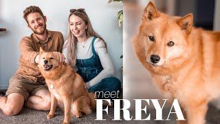 WE ADOPTED A DOG  Q&A with our beautiful rehome Freya the Finnish Spitz