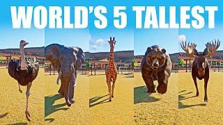 Worlds 5 Tallest Land Animals Speed Races in Planet Zoo included Moose Elephant Bear Giraffe