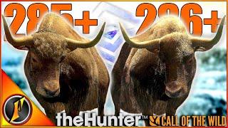 2 ABSOLUTE GIANT Diamond Yak on Sundarpatan  theHunter Call of the Wild