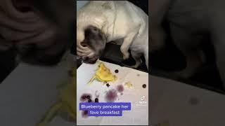 My pug favourite breakfast