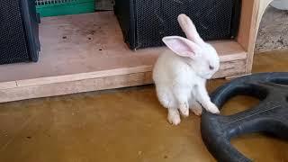 Cute Rabbit Farts so loud see how He reacts │Hilarious