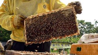 Huge Number of Bees Honey Mass Production Process by Korean Beekeeping Farm