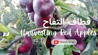 موسم قطف التفاح من شمال لبنان-الضنية Country life #Vlog