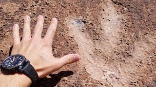 This is what happens when you get too close to a lizard in Arches National Park Utah