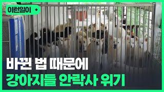 안락사 버티고 버텼는데.. 광주시동물보호소 동물들 300마리 안락사 위기  KBC뉴스