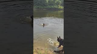 Belgian Shepherd dog diving #belgianmalinois #shepherd #dogtraining