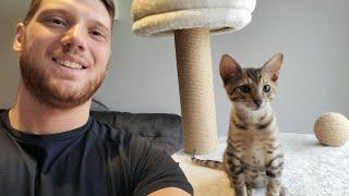 Meet Leo The 12 Weeks Old F4 Savannah Cat CUTE AF