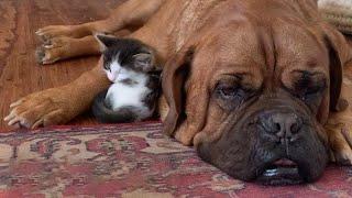 Watch what happen when an abandoned tiny kitten fall in love with 135 pound giant dog
