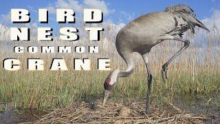 Bird nest camera. Common Crane