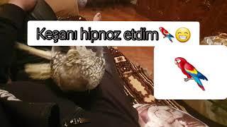 Papuqay Keşanı hipnoz etdim