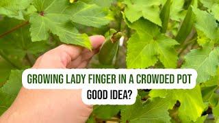 Growing Lady Finger In a Crowded Pot - Good Idea? YES