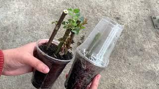 Grow rose plant from cuttings 