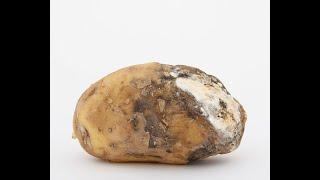 Как защитить картофель от сухой гнили?
