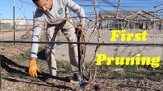 Pruning 1 Year Old Grapevines  Spur and Cane Pruning in Year 1