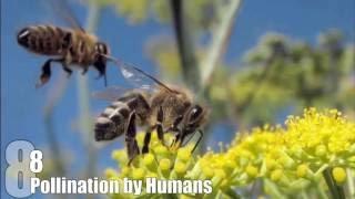 Top 10 Things That Would Happen if BEES DIED OUT