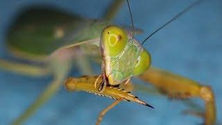 Big brutal-looking praying mantis R. valida Inferion7