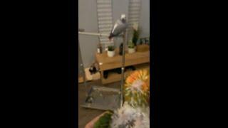 African Grey Reaction After Seeing Newcomer Is Hilarious   Sun Conure Handfeeding