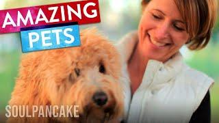 What We Learn From Our Pets  SoulPancake Street Team