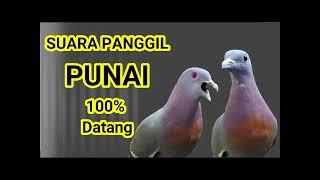 Suara pikat punai ampuh banget untuk panggil punai liargreen pigeonbird soundpigeon